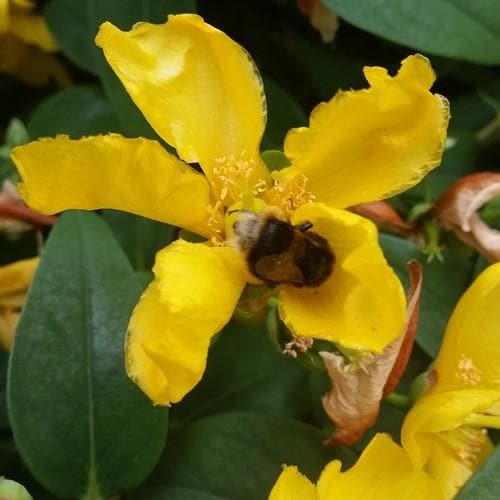 Hypericum x hidcoteense Hidcote - Future Forests