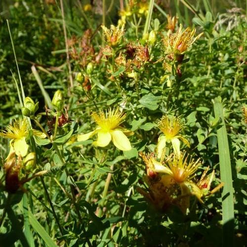 Hypericum tetrapterum - Future Forests