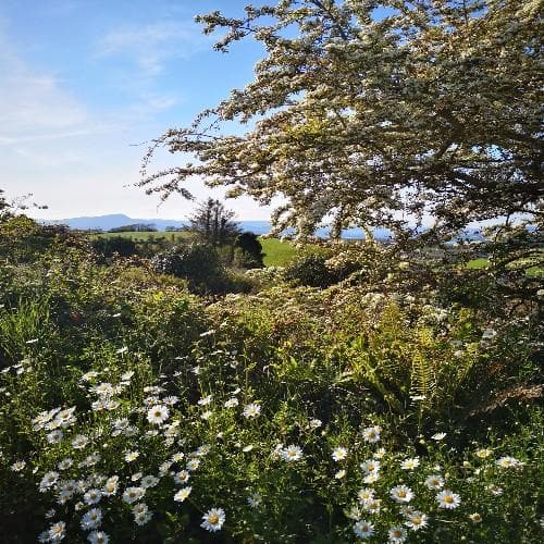 Leucanthemum vulgare