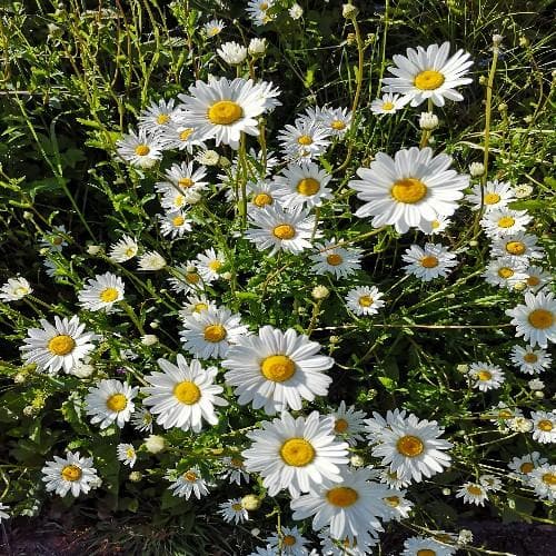 Leucanthemum vulgare