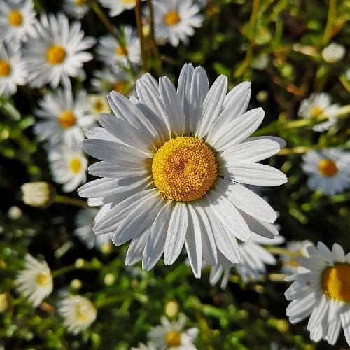 Leucanthemum vulgare