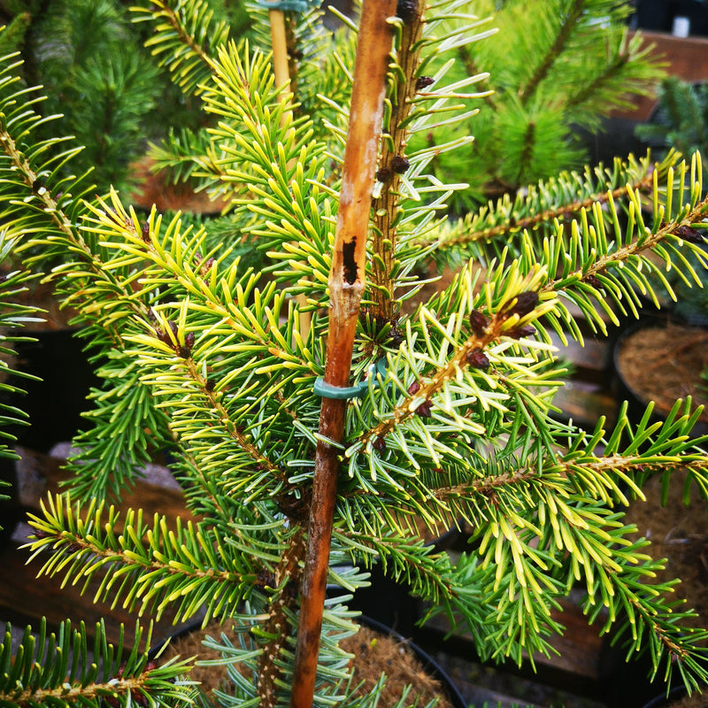 Picea omorika Aurea