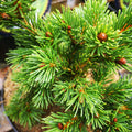 Picea pungens Lucky Strike