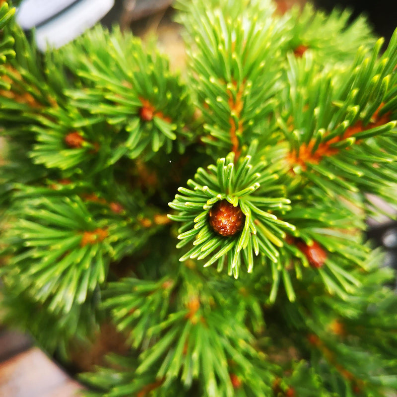 Picea pungens Lucky Strike