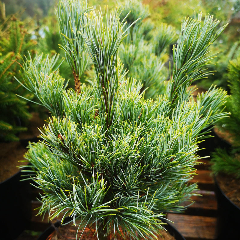 Pinus parviflora Bergman