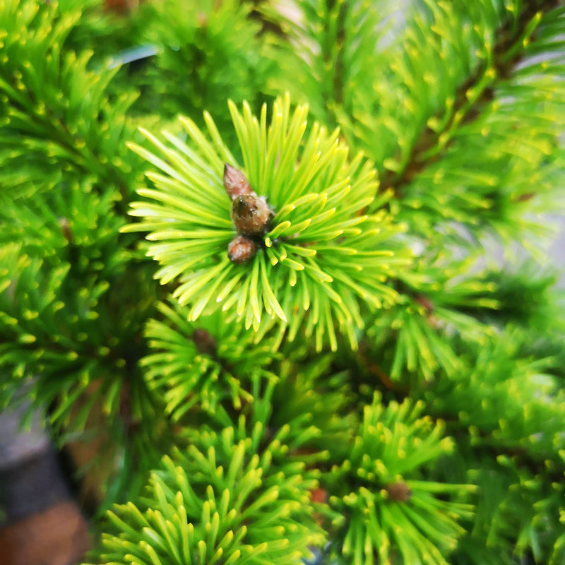 Pinus mugo Mumpitz