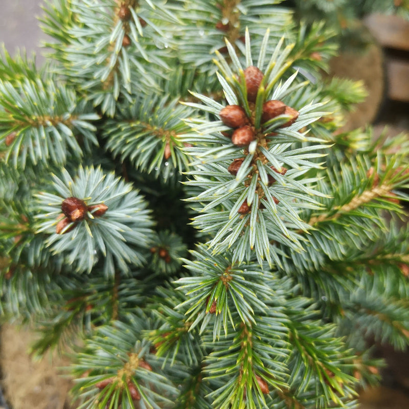 Picea sitchensis Tenas