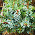 Picea sitchensis Tenas