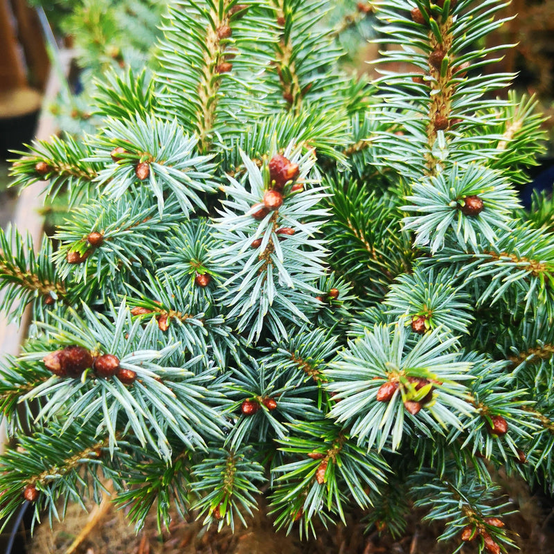 Picea sitchensis Tenas
