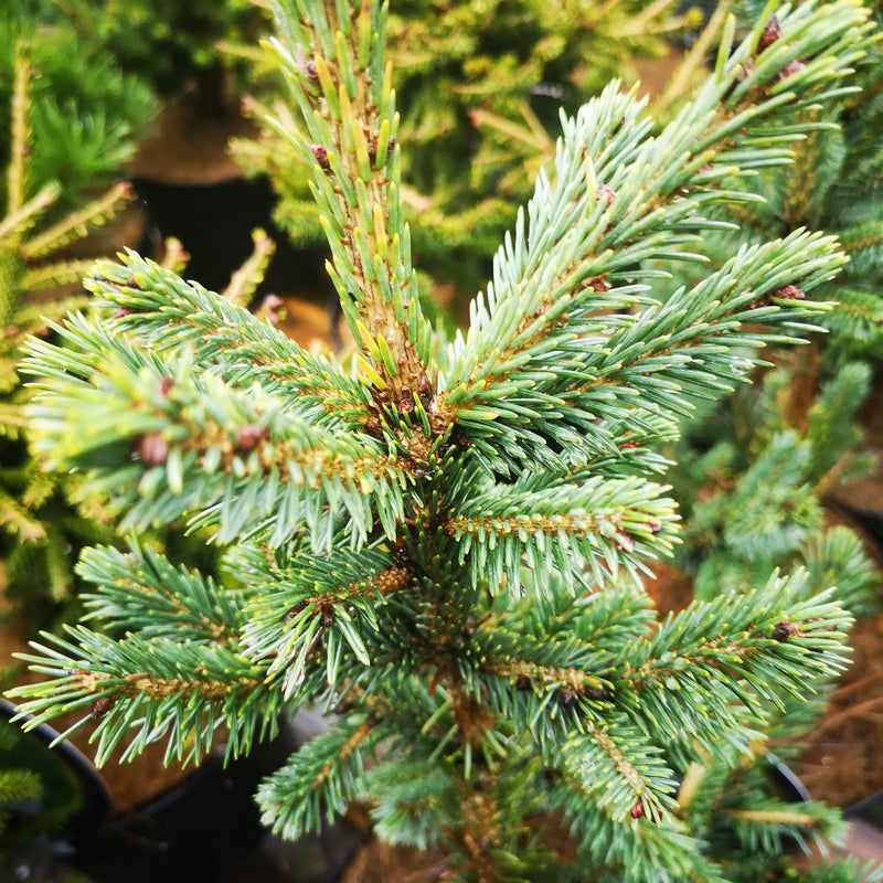 Picea likiangensis var. rubescens