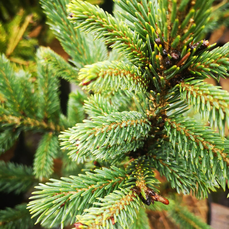 Picea likiangensis var. rubescens