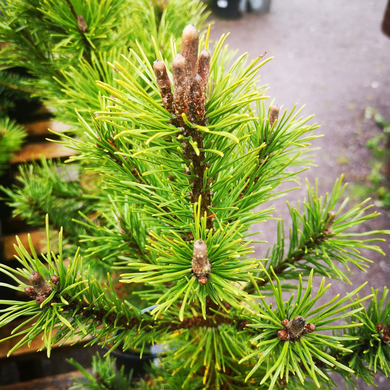 Pinus mugo Arpad