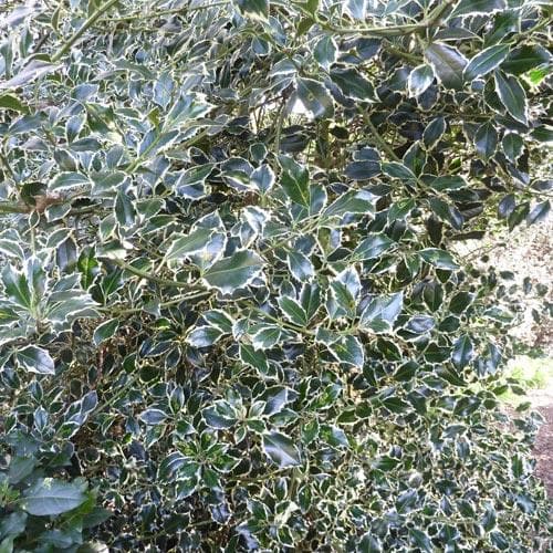 Ilex aquifolium Argentea Marginata