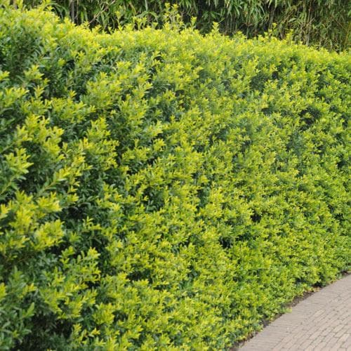 Ilex crenata Green Hedge - Japanese Holly - Future Forests