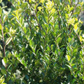 Ilex crenata Green Hedge - Japanese Holly Pot | 12cm / Not provided