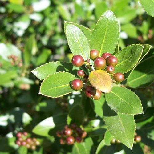 Ilex crenata Green Hedge - Japanese Holly - Future Forests