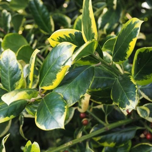 Ilex x altaclarensis Golden King - Future Forests