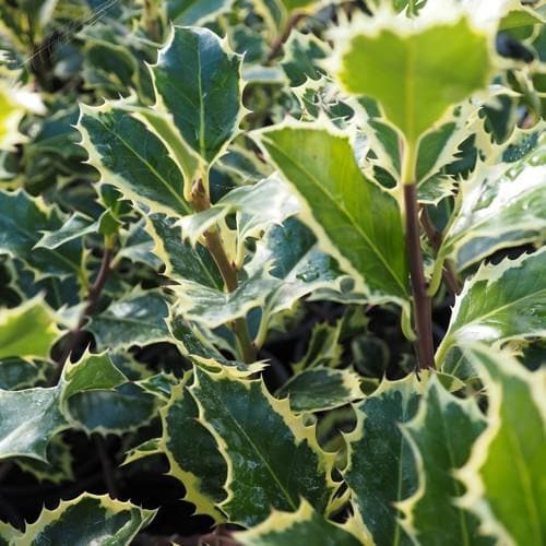 Ilex aquifolium Silver Queen - Future Forests