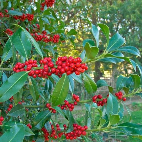 Ilex aquifolium - Holly - Future Forests