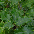 Ilex aquifolium - Holly Pot | 9cm / 1ft / Young plant