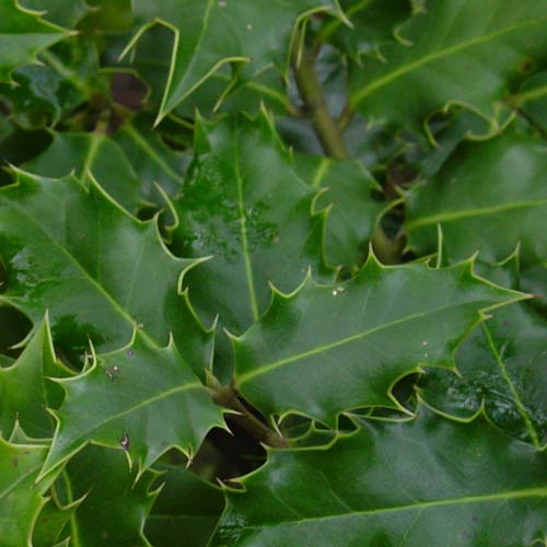 Ilex aquifolium - Holly Pot | 2L / 1ft / Not provided