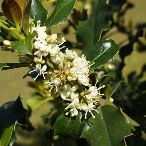 Ilex aquifolium - Holly - Future Forests