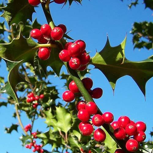 Ilex aquifolium - Holly - Future Forests