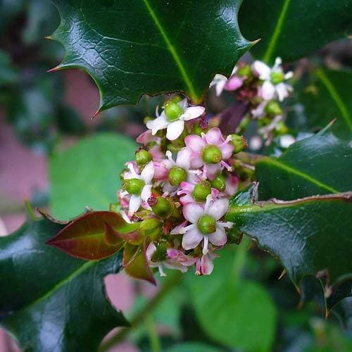 Ilex aquifolium - Holly - Future Forests