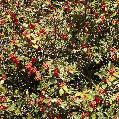 Ilex aquifolium - Holly - Future Forests