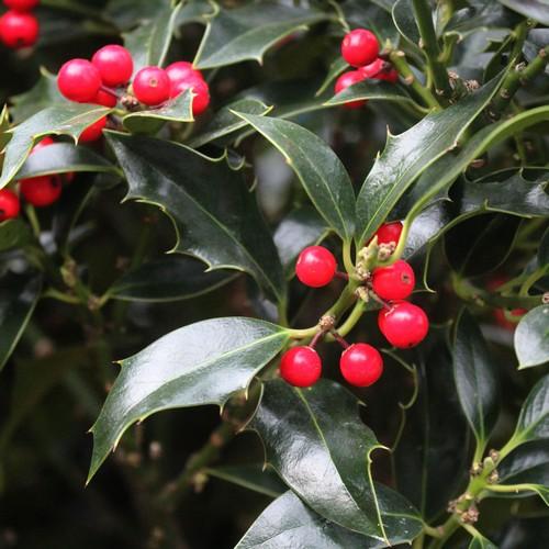 Ilex aquifolium Alaska - Future Forests