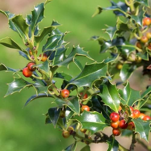 Ilex aquifolium Alaska - Future Forests