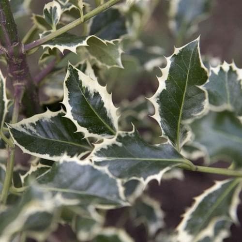 Ilex aquifolium Silver Queen - Future Forests