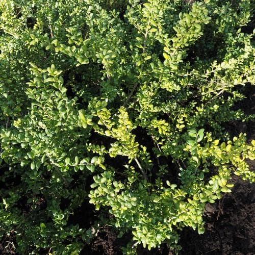 Ilex crenata Convexa - Japanese Holly - Future Forests