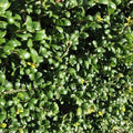 Ilex crenata Convexa - Japanese Holly 1ft Bareroot