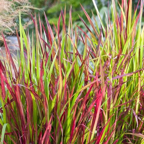 Imperata cylindrica Red Baron