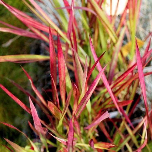 Imperata cylindrica Red Baron