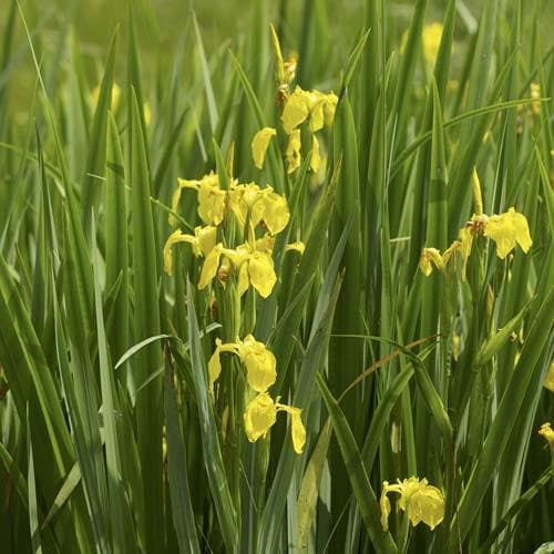 Iris pseudacorus - Future Forests