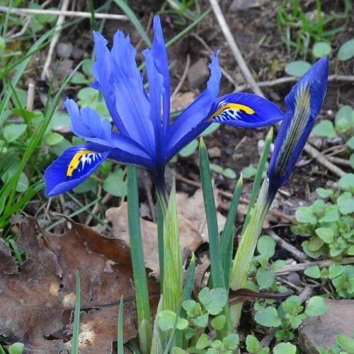 Iris reticulata Harmony - Future Forests