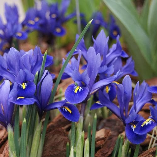 Iris reticulata Harmony - Future Forests