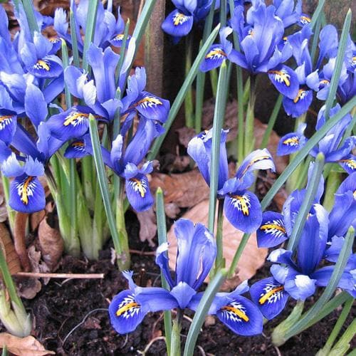 Iris reticulata Harmony - Future Forests