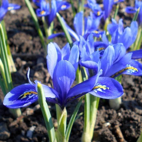 Iris reticulata Harmony - Future Forests