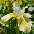 Iris sibirica Butter and Sugar