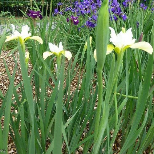 Iris sibirica Butter and Sugar