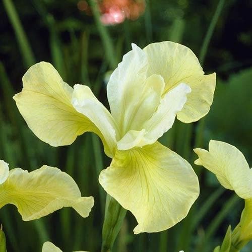 Iris sibirica Butter and Sugar