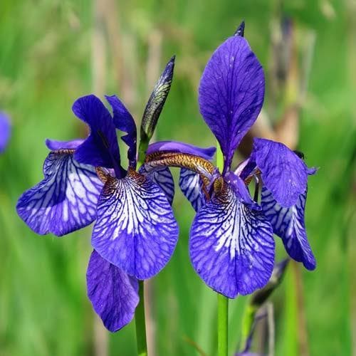 Iris sibirica 9cm Pot (Aquatic Compost)