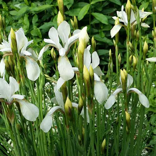 Iris sibirica Snow Queen