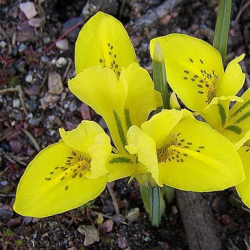 Iris danfordiae