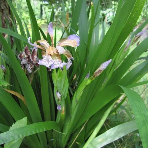 Iris foetidissima AGM - Future Forests