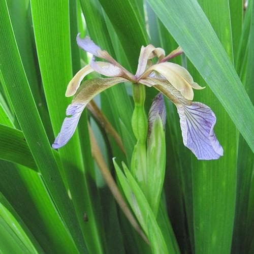 Iris foetidissima AGM - Future Forests