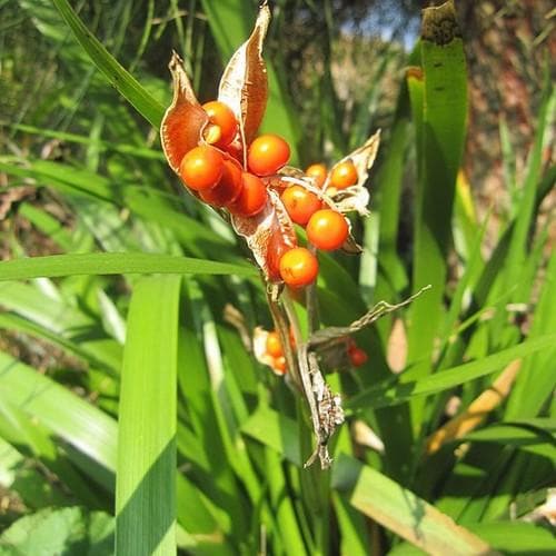 Iris foetidissima AGM - Future Forests